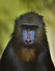 Mandrill