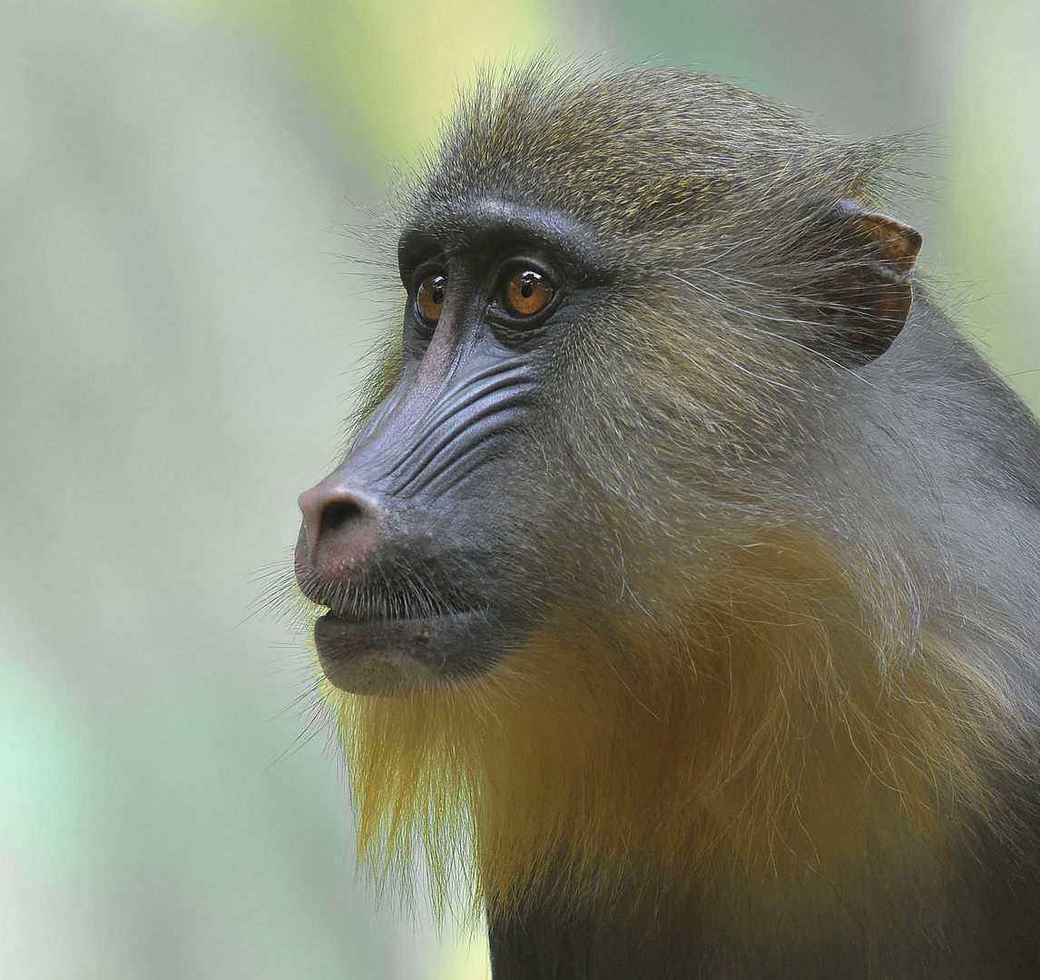 Mandrill