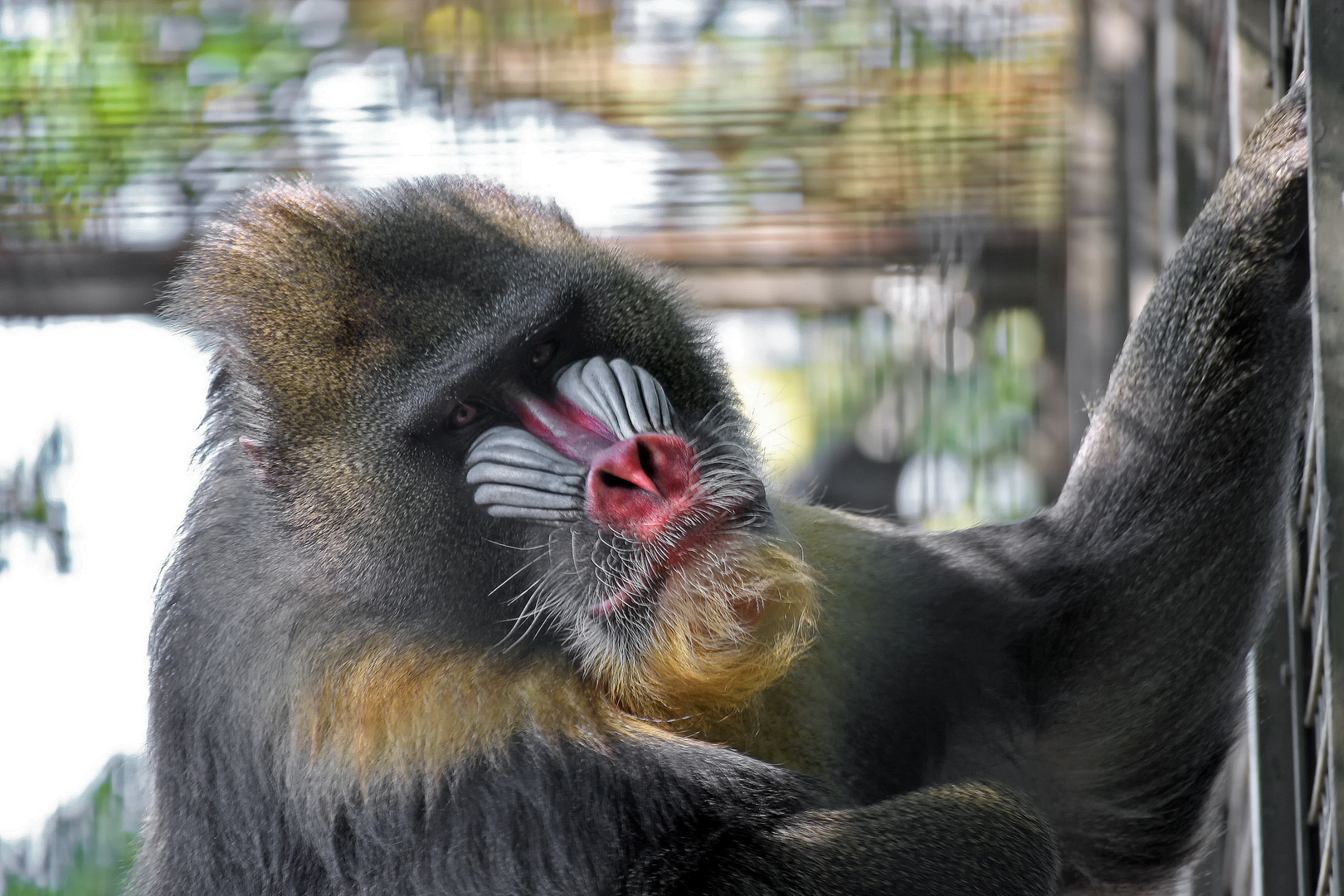 Mandrill