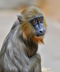 Mandrill