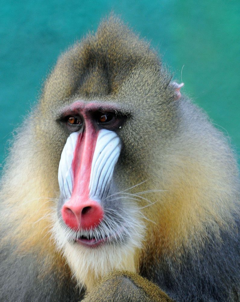 Mandrill 2