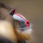 mandrill #2