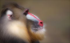 mandrill #2