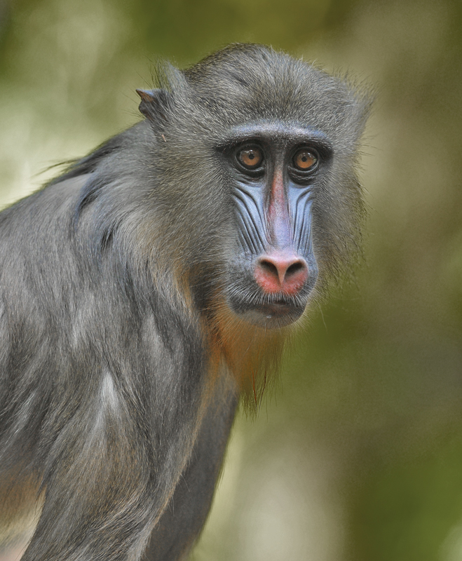 Mandrill