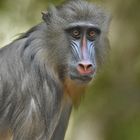 Mandrill