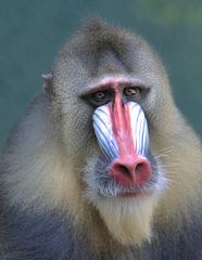 Mandrill