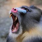 Mandrill