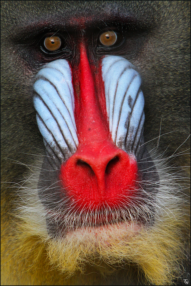 Mandrill