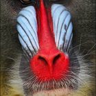 Mandrill