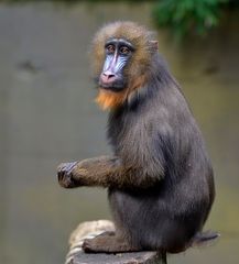 Mandrill