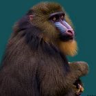 Mandrill