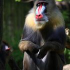 Mandrill