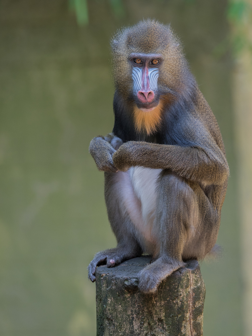 Mandrill