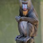 Mandrill