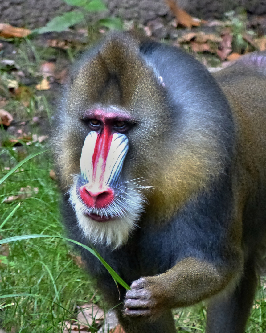 MANDRILL