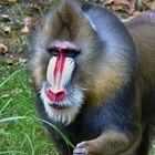 MANDRILL