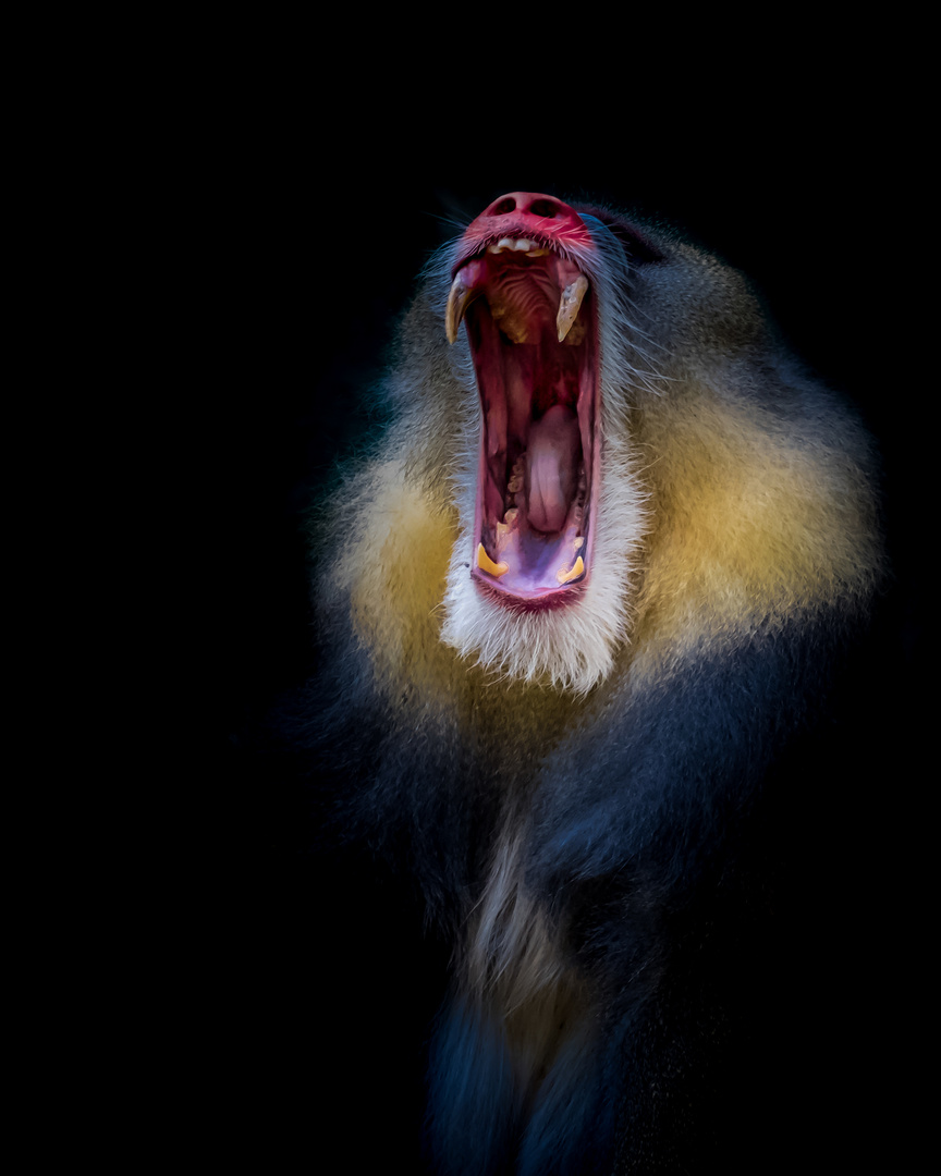 Mandrill