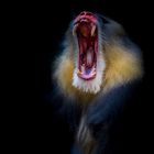 Mandrill