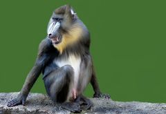 Mandrill