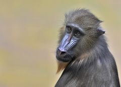 Mandrill