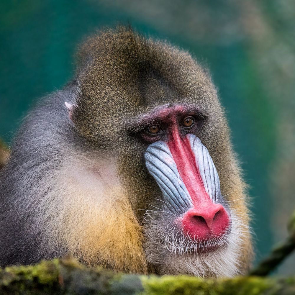 Mandrill