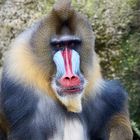 Mandrill 