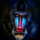 Mandrill