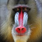 Mandrill...