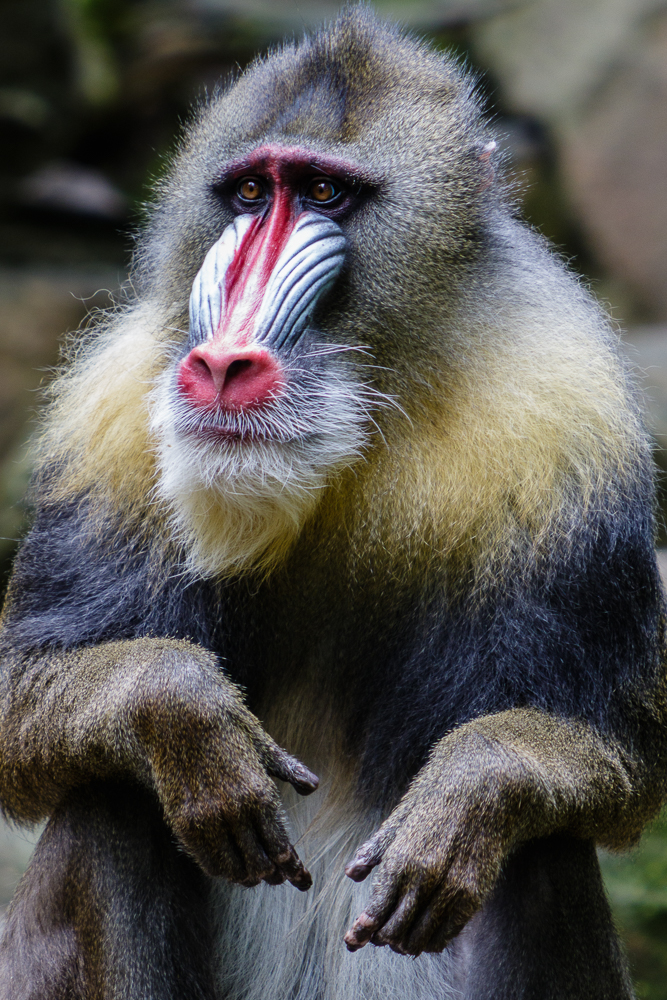 Mandrill