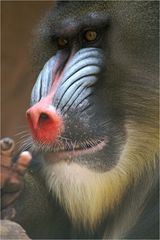 Mandrill ..