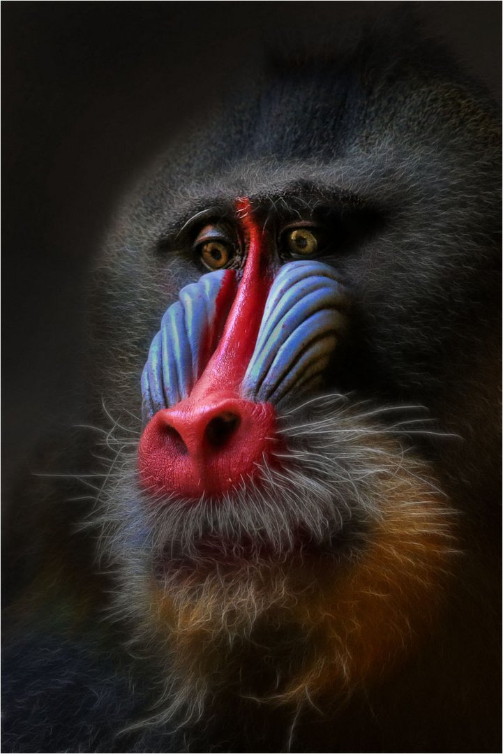 Mandrill