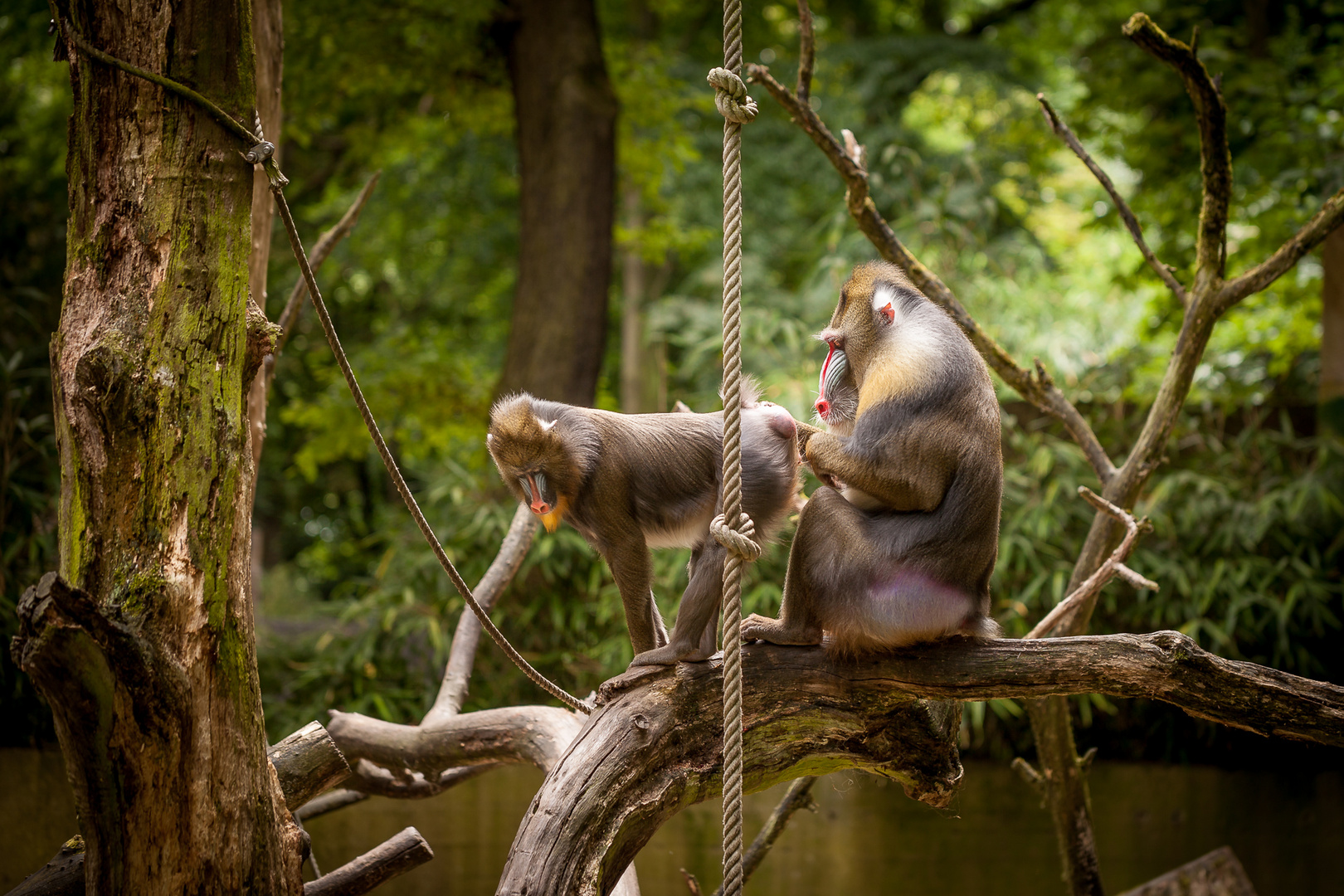 Mandrill