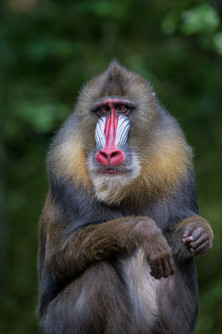 Mandrill