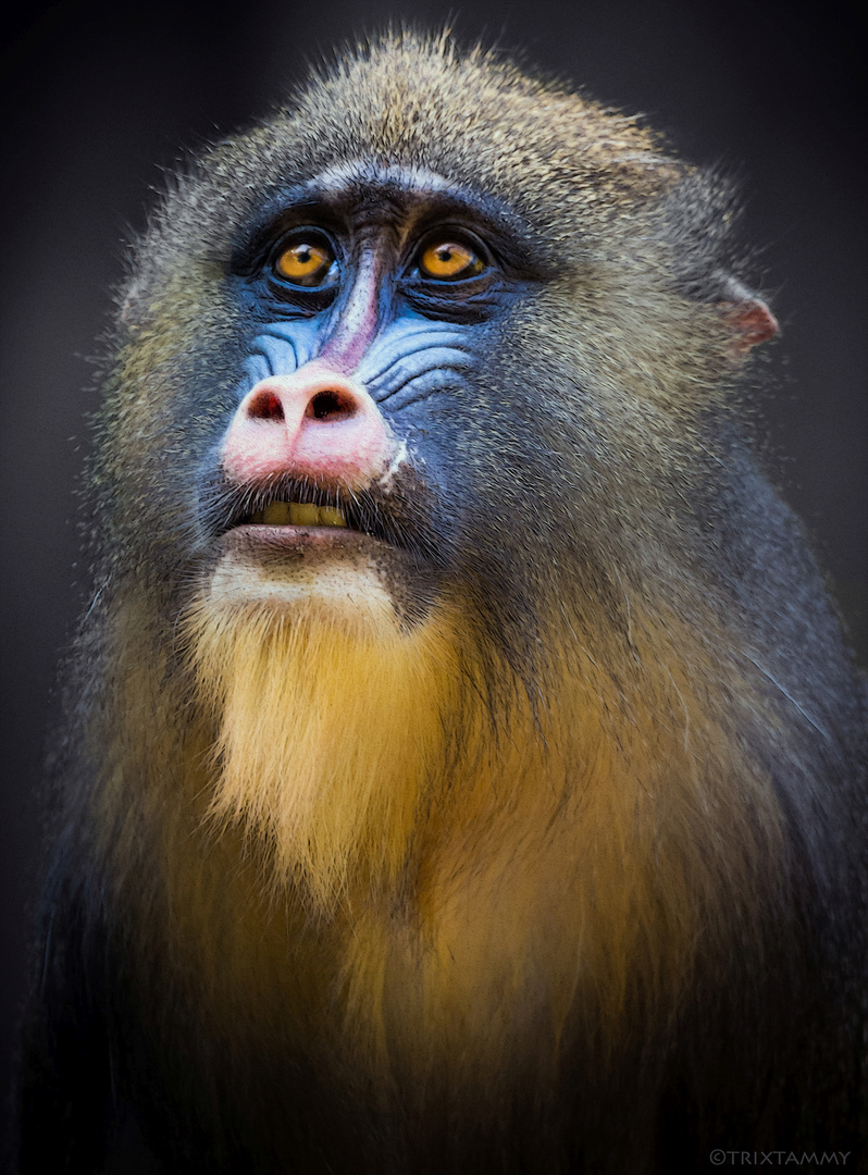 Mandrill...