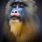 Mandrill...