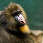 Mandrill......