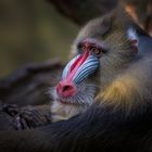 mandrill