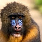 Mandrill 