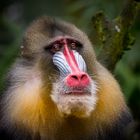 Mandrill