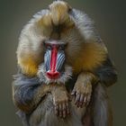 Mandrill