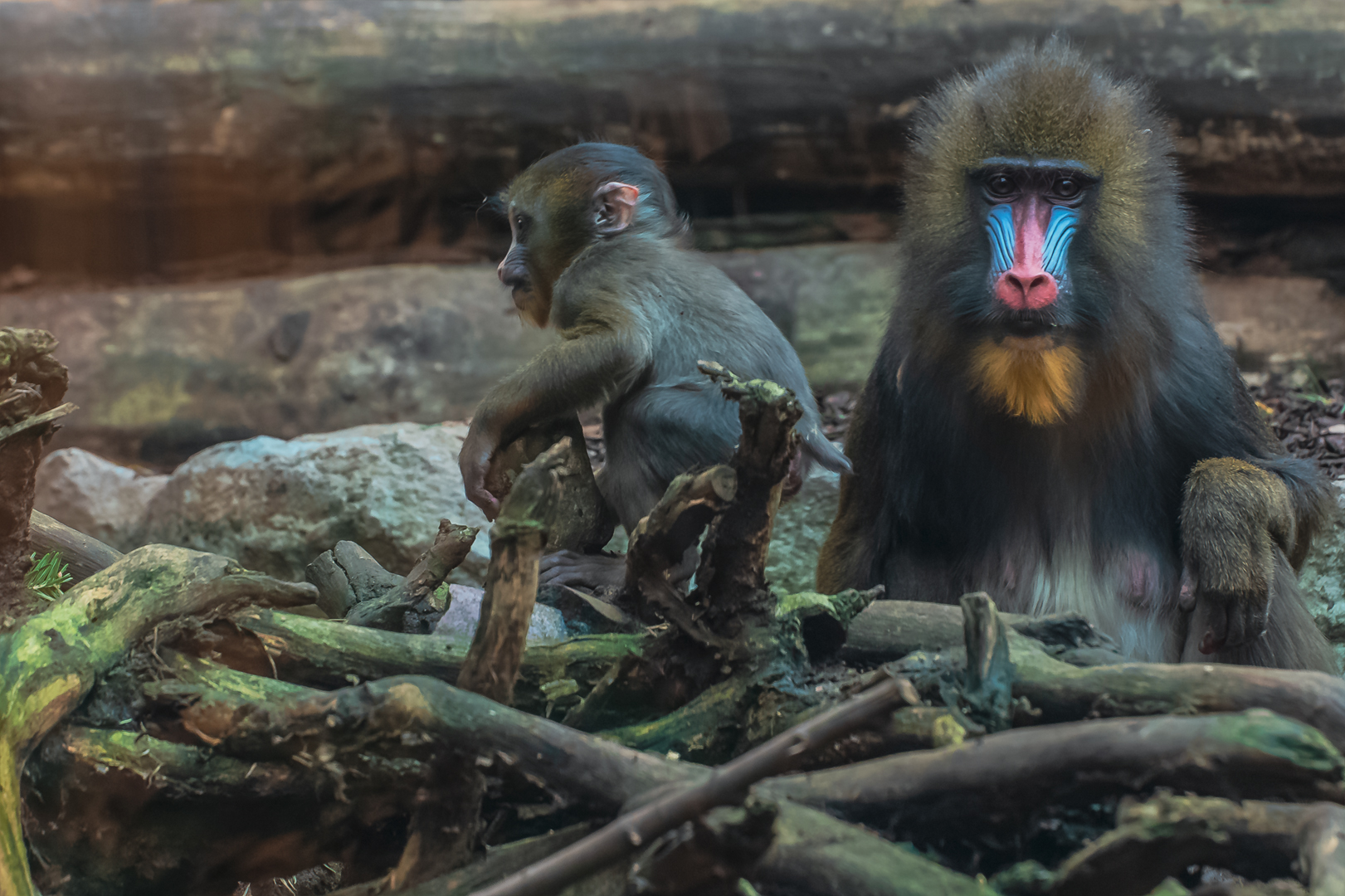 Mandrill