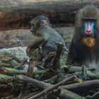 Mandrill