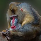 Mandrill