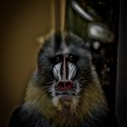 Mandrill