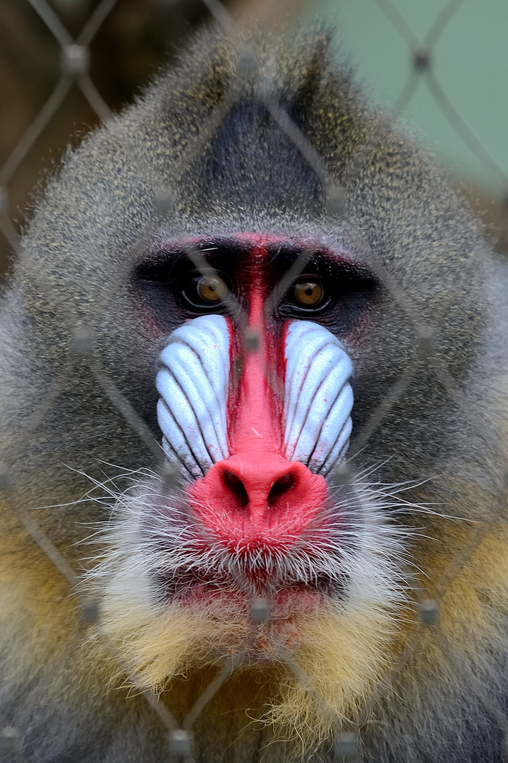 Mandrill