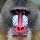 Mandrill