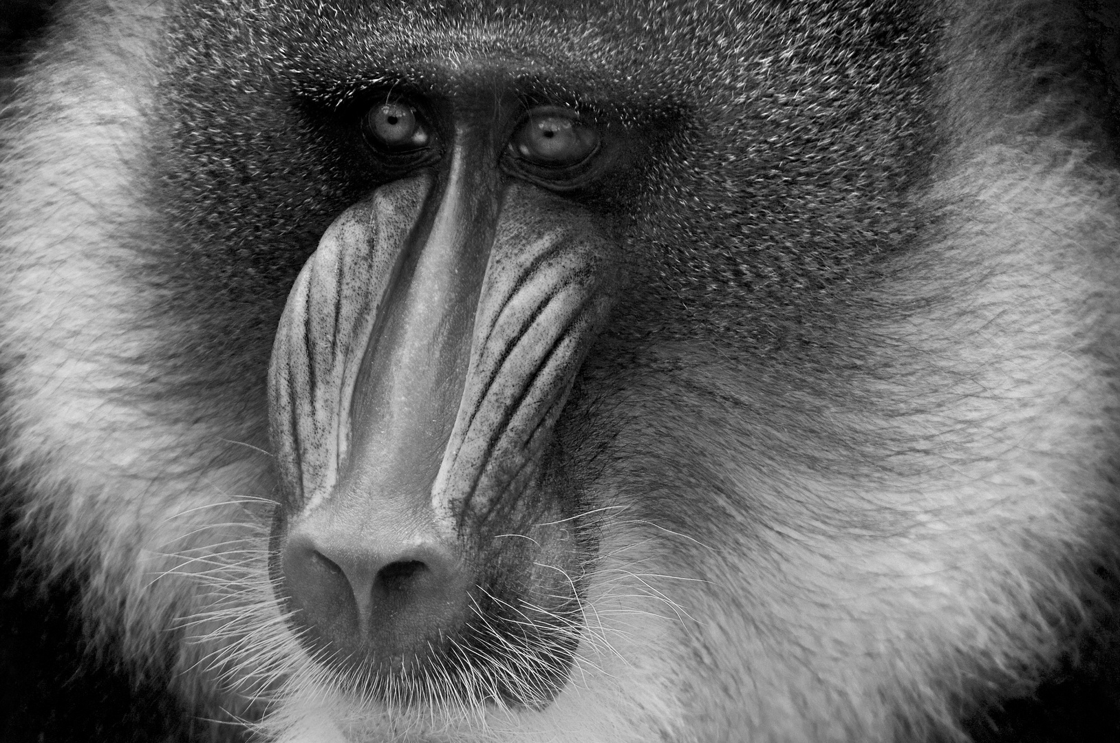 Mandrill