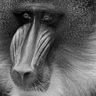 Mandrill