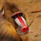 Mandrill