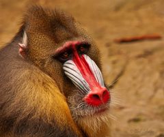 Mandrill